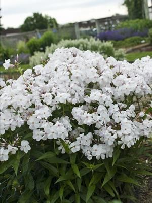 Photo courtesy Walters Gardens, Inc