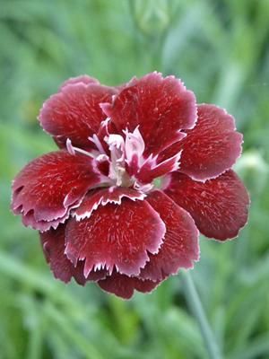 Image courtesy Walters Gardens, Inc.