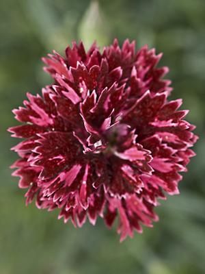 Image courtesy Walters Gardens, Inc.
