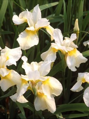 Photo courtesy Walters Gardens, Inc