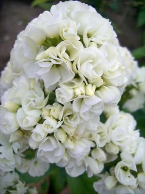 Photo courtesy Walters Gardens, Inc