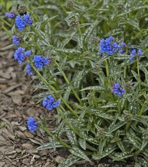 Photo courtesy of Walters Gardens, Inc.
