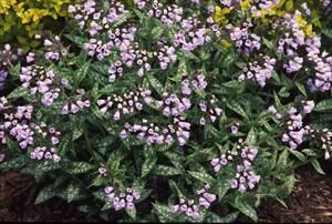 Photo courtesy of Walters Gardens, Inc.