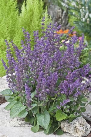 Photo courtesy Walters Gardens, Inc