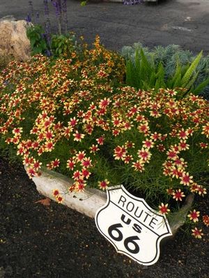 As seen at Saul Nurseries, mid July