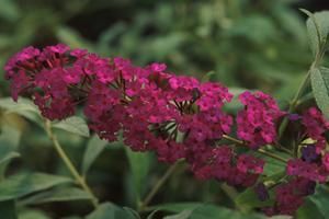 Photo courtesy Walters Gardens, Inc.