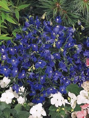 Image courtesy Walters Gardens, Inc.