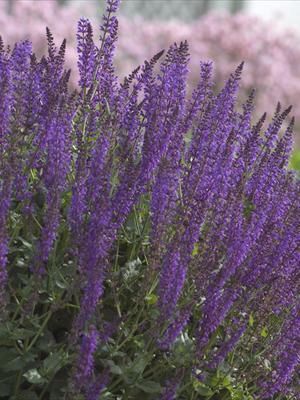 Photo courtesy of Walters Gardens, Inc.
