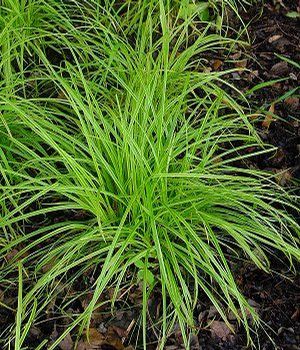 Photo courtesy: North Creek Nurseries
