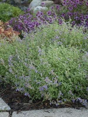 Image courtesy Walters Gardens Inc.