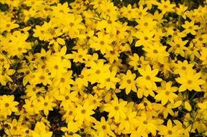Image courtesy Walters Gardens Inc.