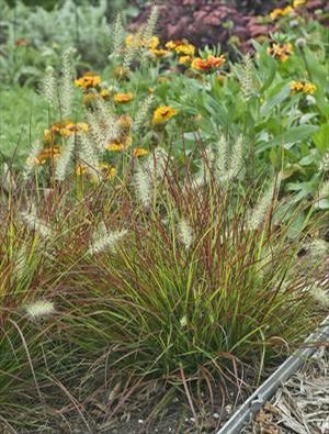 Image courtesy Walters Gardens Inc.