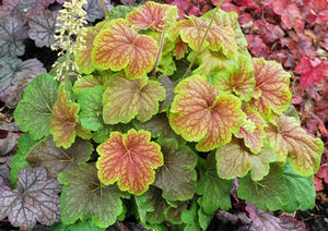 Image courtesy Terra Nova Nurseries,Inc.