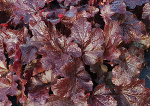 Image courtesy Terra Nova Nurseries,Inc.