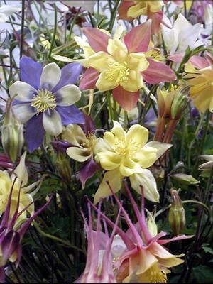 Photo courtesy Walters Gardens, Inc.