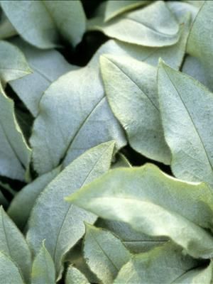 Photo courtesy of Walters Gardens, Inc.