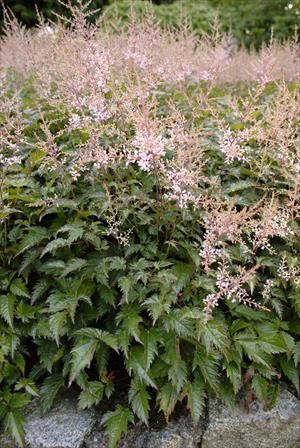 Photo courtesy Walters Gardens, Inc.