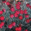 Dianthus gratianopolitanus 'Wicked Witch'