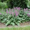 Stachys macrantha (syn. grandiflora) 'Superba'