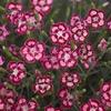 Dianthus 'Cranberry Ice'