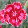 Dianthus 'Strawberry Sorbet'