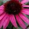 Echinacea 'After Midnight'