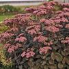 Sedum 'Maestro'