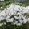 Phlox 'Minnie Pearl'