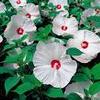Hibiscus moscheutos 'Disco Belle White'