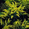Solidago 'Golden Baby'