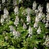 Tiarella 'Dark Star'