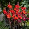 Canna 'King Humbert Red'