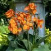 Canna 'Wyoming'