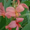 Canna 'Erebus'