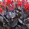 Canna 'Australia'
