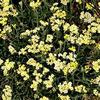 Achillea tomentosa 'Goldie'