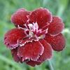 Dianthus 'Black Cherry Wild'