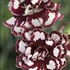 Dianthus 'Coconut Punch'