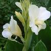 Canna 'Ermine'