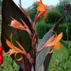 Canna 'Intrigue'