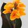 Canna 'Chocolate Sunrise'