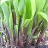 Hosta 'Red October'