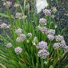Allium 'Sugar Melt'