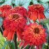 Echinacea 'Hot Papaya'