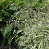 Chasmanthium latifolium 'River Mist'