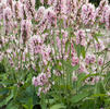 Stachys officinalis 'Pink Cotton Candy'