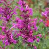 Agastache cana 'Purple Pygmy'