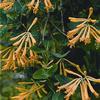 Lonicera sempervirens 'John Clayton'