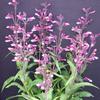 Penstemon 'Prairie Twilight'