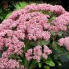 Sedum 'Cloud Walker'